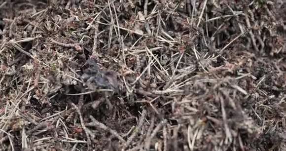 森林特写中的红木蚁巢视频的预览图