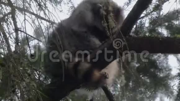 年轻的浣熊从栖息的松树上眺望视频的预览图
