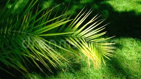 美丽的大棕榈叶视频的预览图