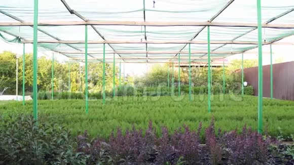 植物农场种植的观赏针叶树幼苗视频的预览图