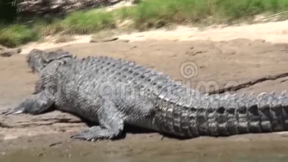 澳大利亚鳄鱼河kakadu一种海洋鳄鱼栖息在岸边视频的预览图