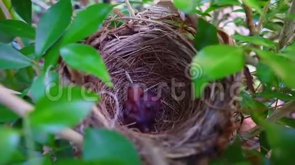 两只新生的小鸟在树上视频的预览图