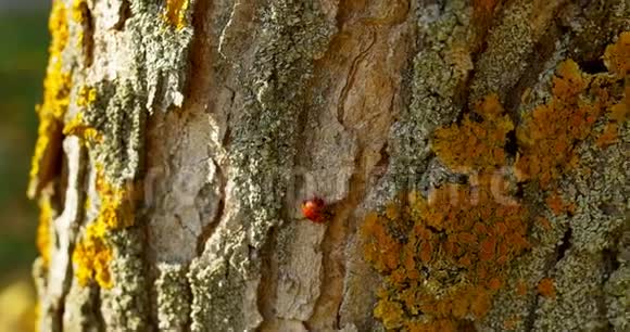 秋天树皮上的瓢虫视频的预览图
