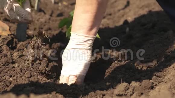 园丁在地上长出一个芽绿芽种在地上双手戴手套特写镜头栽培视频的预览图