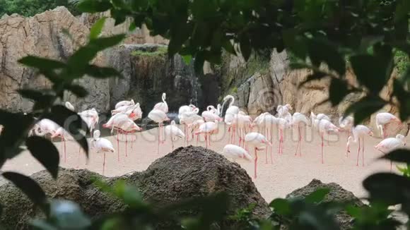 一大群粉红色的火烈鸟在野生动物园的瀑布旁视频的预览图