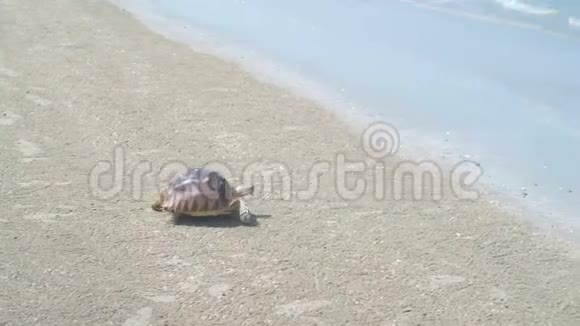 在海滩上的乌龟试着走到海里不错的海滩蓝色水晶海视频的预览图