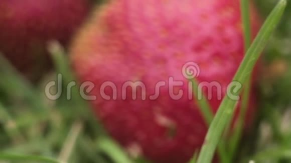 草地上的草莓摄像机穿过植物视频的预览图