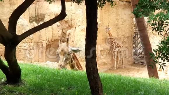 两只长颈鹿一只长颈鹿在山上吃青草视频的预览图