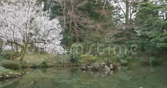 一棵樱花树在日本花园的倒影池边开着粉红色的白花视频的预览图