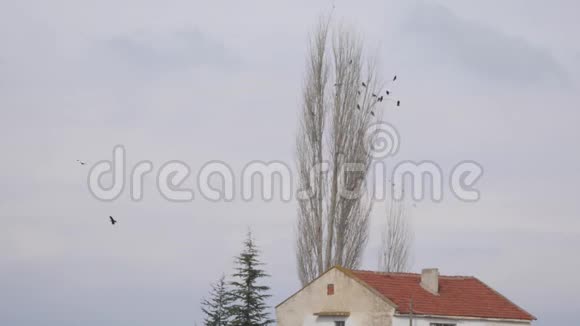 一群乌鸦坐在树上视频的预览图
