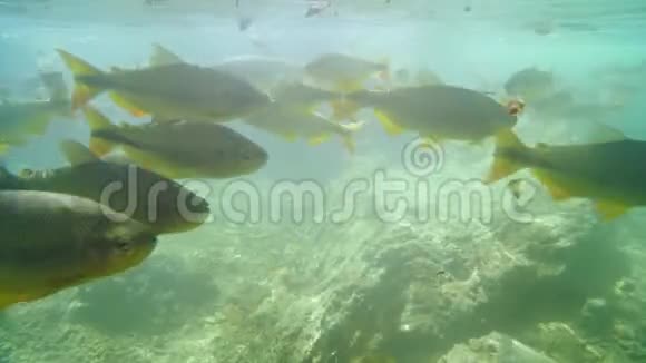 皮拉普坦加鱼在河上游泳视频的预览图