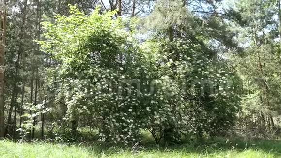 接骨木在大自然中开花夏日时光视频的预览图