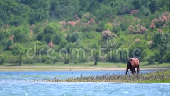 栗色的马在一个大湖的岸边吃草视频的预览图