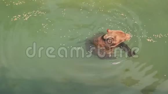 棕熊在动物园的池塘里游泳吃食物视频的预览图