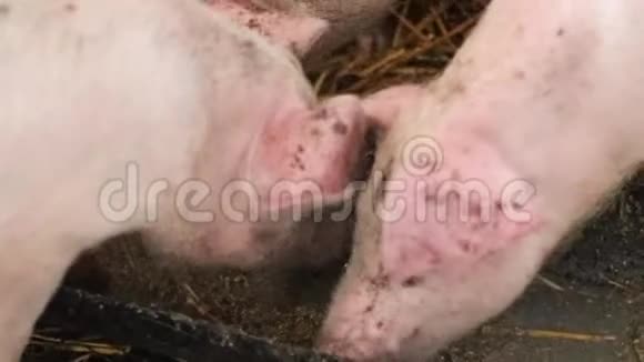 畜牧场的猪养猪业猪吃一碗食物视频的预览图