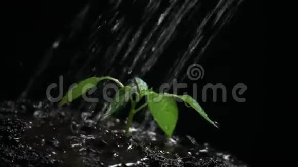 新生命萌芽带叶湿润带滴黑底慢动作视频的预览图