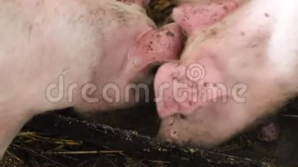 畜牧场的猪养猪业猪吃一碗食物视频的预览图