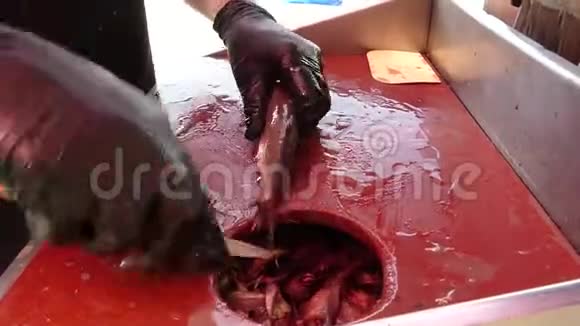 清洗鲱鱼准备鱼视频的预览图