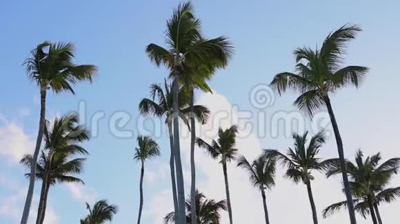椰子棕榈树和彩虹与蓝色的热带天空与云暑假热带假期视频的预览图