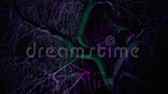公园里一棵树的树冠从下面用探照灯照射视频的预览图