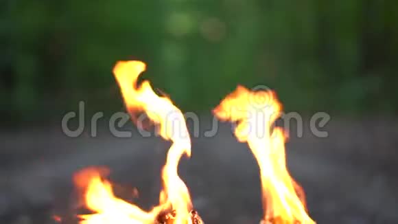 晚林背景上火焰的色调视频的预览图