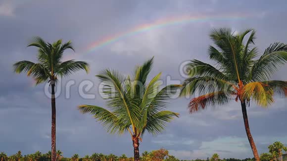 椰子棕榈树和彩虹与蓝色的热带天空与云暑假热带假期视频的预览图