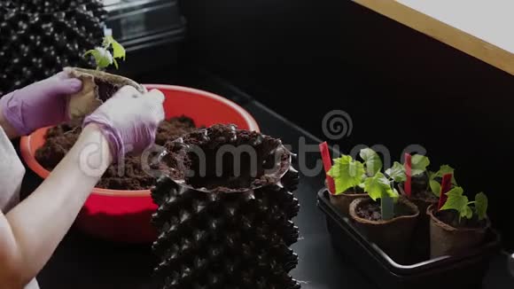 雌性将小黄瓜植物种植到更大的气盆中花园夏季的准备工作视频的预览图
