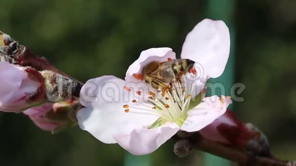 蜜蜂给花授粉视频的预览图