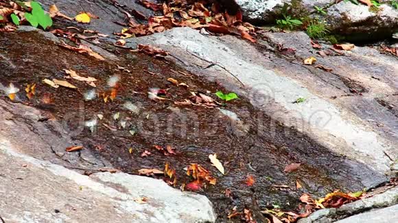 亚洲泰国蝴蝶在大自然瀑布处活动镜头视频的预览图