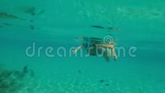在海里一个女孩戴着一个特殊的浮潜面具游泳检查鱼珊瑚水下世界的美丽在一个视频的预览图