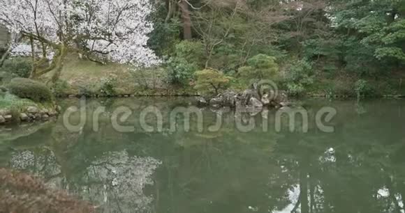 一棵樱花树在日本花园的倒影池边开着粉红色的白花视频的预览图