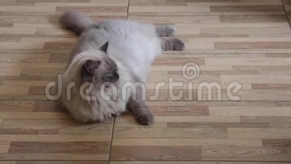 喜马拉雅猫在家放松视频的预览图