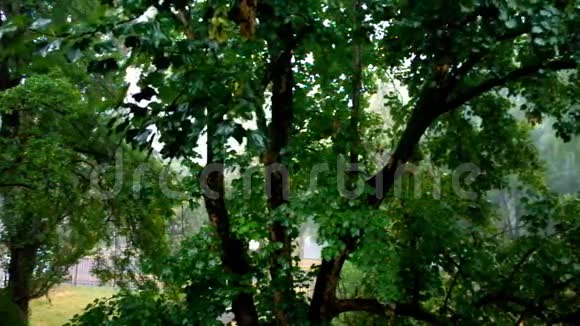 雨中一棵湿漉漉的枫树视频的预览图