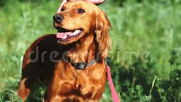 一只英俊的中等身高的红狗张开嘴正站在夏天美丽的绿色森林里那个人挥拳视频的预览图