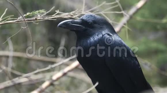 黑乌鸦坐在树上大自然中的野鸟看着领土的大乌鸦视频的预览图