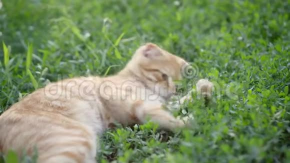 可爱的活泼的活泼的苏格兰小猫在树荫下躺在草地上视频的预览图