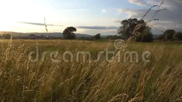 金色夕阳和风中的草甸视频的预览图