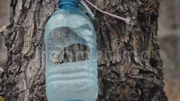 为鸟类手工制作的DIY喂食器从一个空的PET瓶绑在树干上随风飘扬在早春巴克视频的预览图