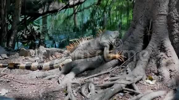 大鬣蜥停留在树上视频的预览图