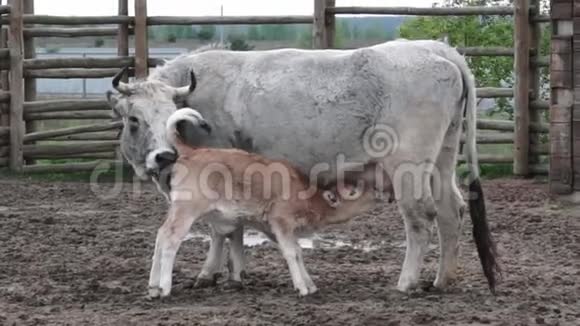 白小牛从奶牛的乳房中喝牛奶视频的预览图