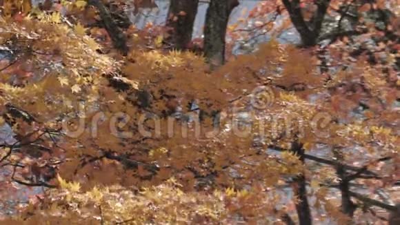 秋天的枫树随风飘落视频的预览图