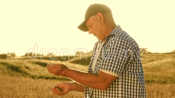 商人评价田间小麦的品质农民手中的熟麦农业概念视频的预览图