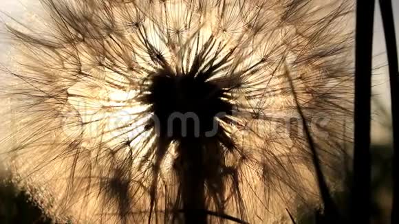 太阳穿过蒲公英视频的预览图