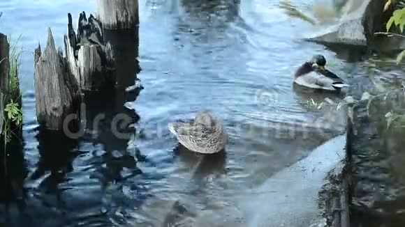 河岸上的一家鸭子视频的预览图