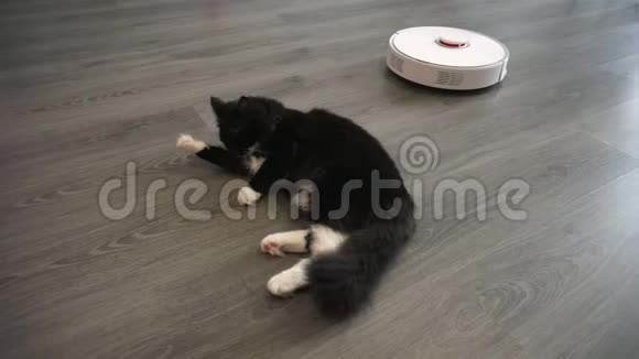 一只猫清洁躺在客厅地板上的一只爪子靠近机器人吸尘器视频的预览图