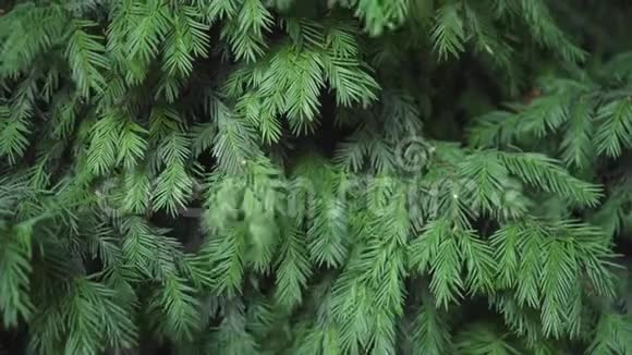 桧常绿观赏灌木上地树枝上有弹性的绿针桧树枝视频的预览图