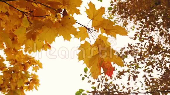 秋天的天空下树枝上的黄枫叶在风中摇曳视频的预览图