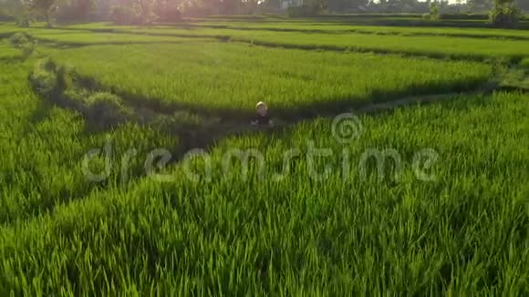 日出日落时分一个小男孩在一片奇妙的稻田上冥想视频的预览图