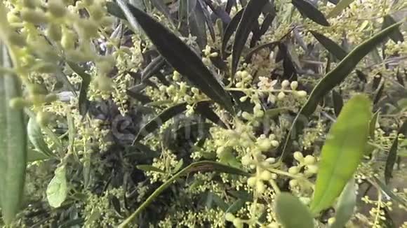橄榄枝盛开即将在春天离开移动软室视频的预览图