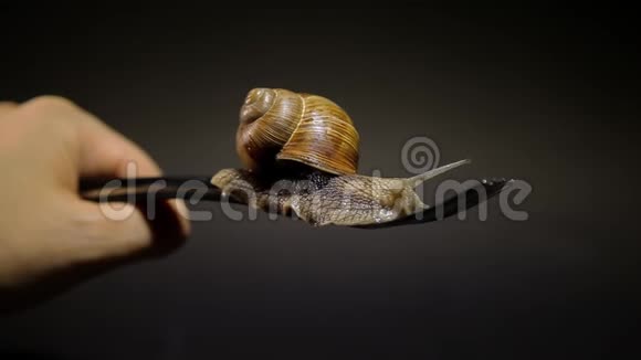 叉子上的蜗牛吃葡萄螺的食物视频的预览图